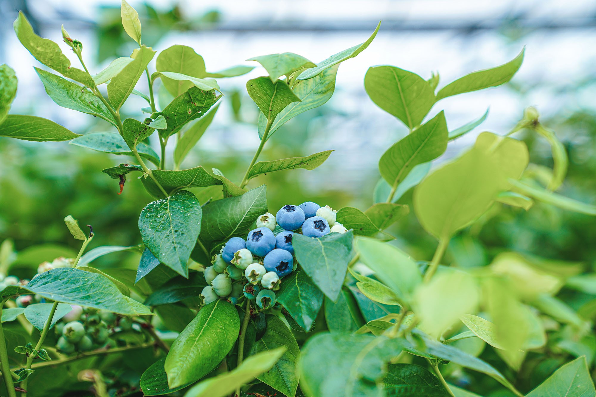Små blåbär som växer på en blåbärsbuske